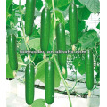 All Varieties Of Hybrid Seedless Cucumber Seeds For Sale